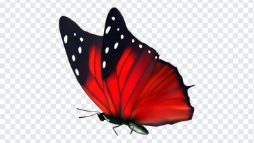 Red Butterfly, Red, Red Butterfly PNG, Butterfly PNG, PNG, PNG Images, Transparent Files, png free, png file, Free PNG, png download,