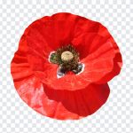 Red Poppy Flower, Red Poppy, Red Poppy Flower PNG, Red, Poppy, Poppy Flower, Flower PNG, PNG, PNG Images, Transparent Files, png free, png file, Free PNG, png download,