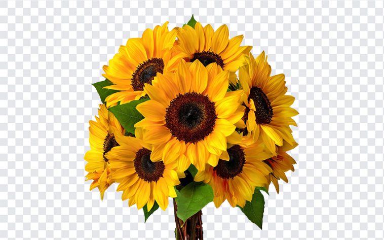 Sunflower Bouquet, Sunflower, Sunflower Bouquet PNG, Flower Bouquet PNG, Yellow, Sun, PNG, PNG Images, Transparent Files, png free, png file, Free PNG, png download,