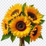 Sunflower Bouquet, Sunflower, Sunflower Bouquet PNG, Sunflower PNG, Flower PNG, Flowers, Flower Bouquet PNG, Yellow, Sun, PNG, PNG Images, Transparent Files, png free, png file, Free PNG, png download,