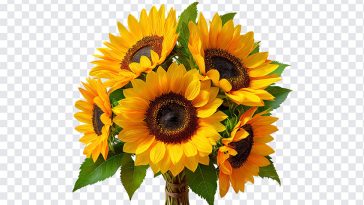 Sunflower Bouquet, Sunflower, Sunflower Bouquet PNG, Sunflower PNG, Flower PNG, Flowers, Flower Bouquet PNG, Yellow, Sun, PNG, PNG Images, Transparent Files, png free, png file, Free PNG, png download,