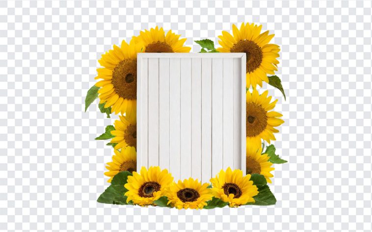 Sunflower Message Board, Sunflower Message, Sunflower Frame, Sunflower Message Board PNG, Sunflower, PNG, PNG Images, Transparent Files, png free, png file, Free PNG, png download,