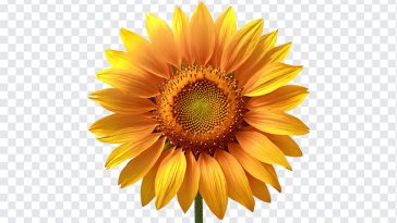 Sunflower, Sunflower PNG, Flowers, Flowers PNG, Sun, Yellow, PNG, PNG Images, Transparent Files, png free, png file, Free PNG, png download,