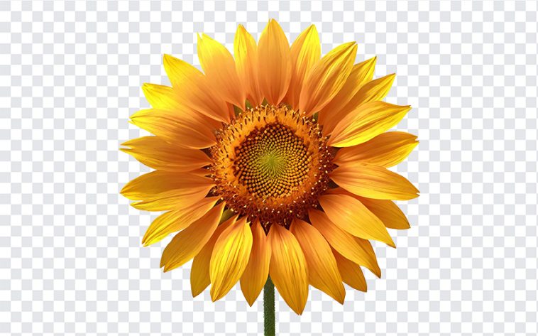 Sunflower, Sunflower PNG, Flowers, Flowers PNG, Sun, Yellow, PNG, PNG Images, Transparent Files, png free, png file, Free PNG, png download,