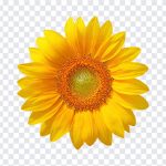Sunflower, Yellow, Sun, Sunflower PNG, Flower PNG, PNG, PNG Images, Transparent Files, png free, png file, Free PNG, png download,