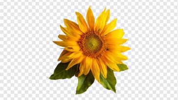 Sunflower, Flower PNG Sunflower PNG, Sun, Yellow, Flowers, PNG, PNG Images, Transparent Files, png free, png file, Free PNG, png download,