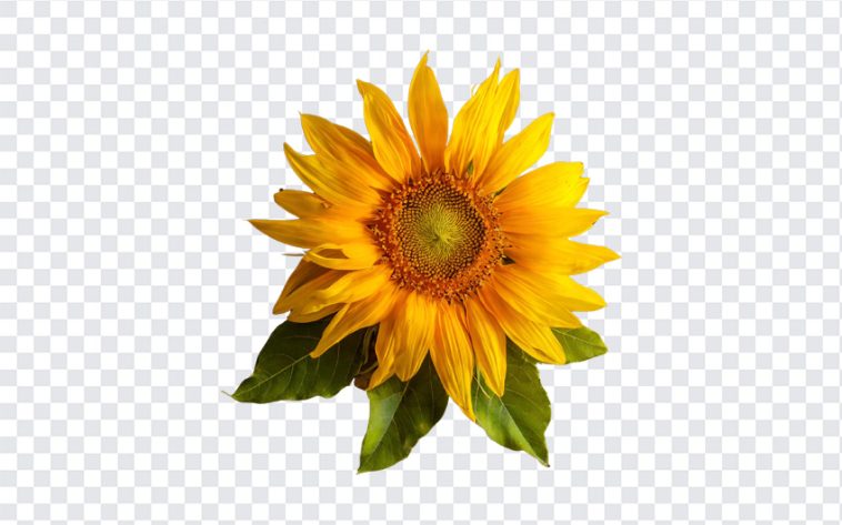 Sunflower, Flower PNG Sunflower PNG, Sun, Yellow, Flowers, PNG, PNG Images, Transparent Files, png free, png file, Free PNG, png download,