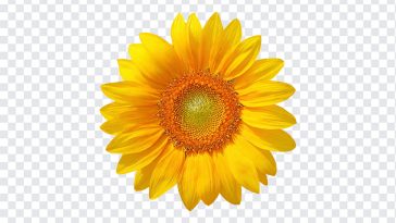 Sunflower, Yellow, Sun, Sunflower PNG, Flower PNG, PNG, PNG Images, Transparent Files, png free, png file, Free PNG, png download,