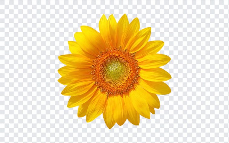 Sunflower, Yellow, Sun, Sunflower PNG, Flower PNG, PNG, PNG Images, Transparent Files, png free, png file, Free PNG, png download,
