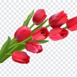 Tulip Flowers, Tulip, Tulip Flowers PNG, Flowers PNG, Tulip PNG, PNG, PNG Images, Transparent Files, png free, png file, Free PNG, png download,