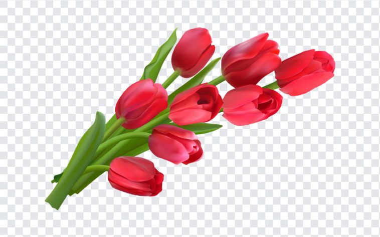 Tulip Flowers, Tulip, Tulip Flowers PNG, Flowers PNG, Tulip PNG, PNG, PNG Images, Transparent Files, png free, png file, Free PNG, png download,