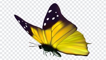 Yellow Butterfly, Yellow, Yellow Butterfly PNG, Butterfly PNG, PNG, PNG Images, Transparent Files, png free, png file, Free PNG, png download,