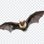 Bat, Bird, Bat PNG, Animal, PNG, PNG Images, Transparent Files, png free, png file, Free PNG, png download, Batman,