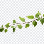 Branch with Leaves, Branch with, Branch with Leaves PNG, Branch, PNG, PNG Images, Transparent Files, png free, png file, Free PNG, png download,