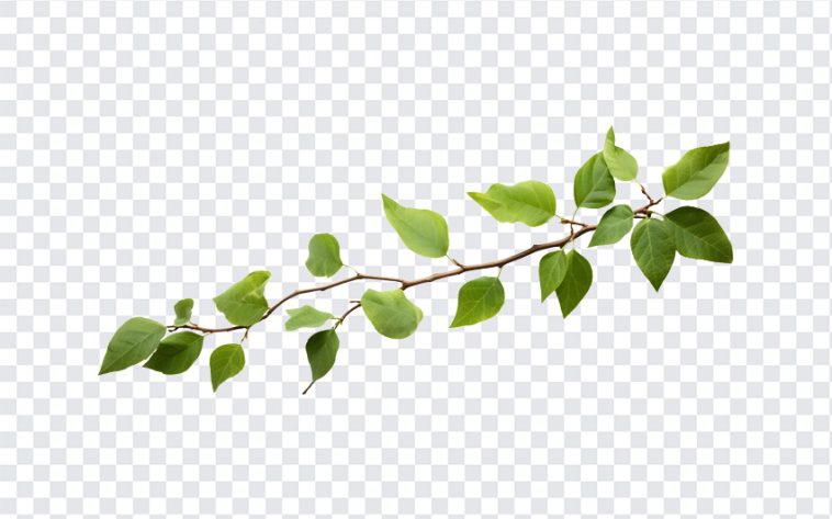 Branch with Leaves, Branch with, Branch with Leaves PNG, Branch, PNG, PNG Images, Transparent Files, png free, png file, Free PNG, png download,