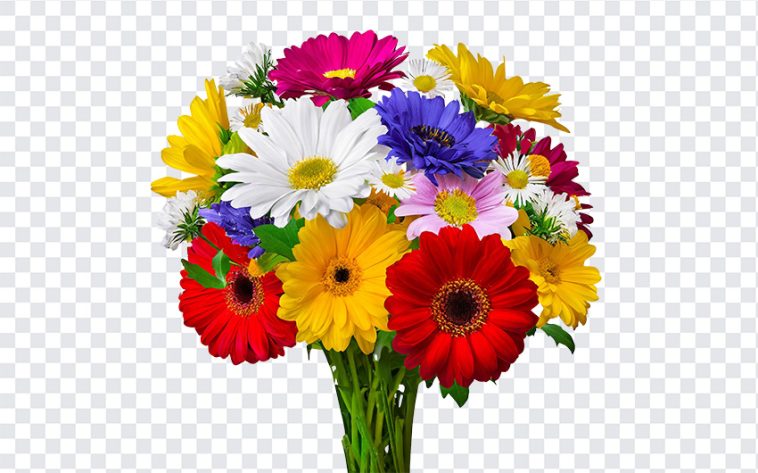 Colorful Daisy Flower Bouquet, Colorful Daisy Flower, Colorful Daisy Flower Bouquet PNG, Colorful Daisy, Daisy Flower, Flower Bouquet, Daisy, Flower, PNG, PNG Images, Transparent Files, png free, png file, Free PNG, png download,