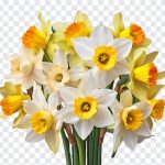 Daffodil Flowers, Daffodil, Daffodil Flowers Bouquet, Flowers Bouquet, Daffodil PNG, Flowers PNG, PNG, PNG Images, Transparent Files, png free, png file, Free PNG, png download,