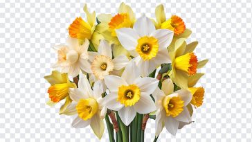Daffodil Flowers, Daffodil, Daffodil Flowers Bouquet, Flowers Bouquet, Daffodil PNG, Flowers PNG, PNG, PNG Images, Transparent Files, png free, png file, Free PNG, png download,