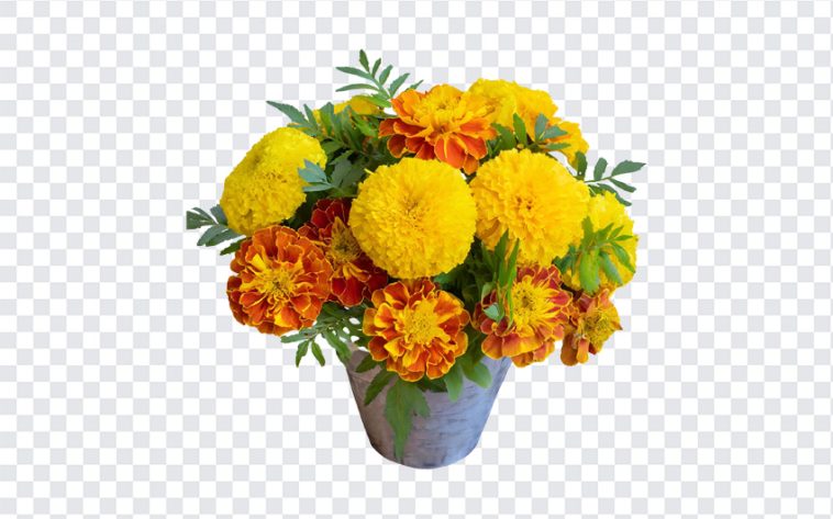 Marigold Flowers Bouquet, Marigold Flowers, Marigold Flowers Bouquet PNG, Marigold, Flowers Bouquet PNG, Bouquet, Flowers, PNG, PNG Images, Transparent Files, png free, png file, Free PNG, png download,