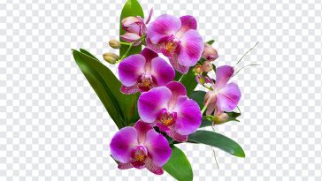 Orchid Flower Bouquet, Orchid Flower, Orchid Flower Bouquet PNG, Flower Bouquet PNG, Orchid, Flower PNG, Purple, PNG, PNG Images, Transparent Files, png free, png file, Free PNG, png download,