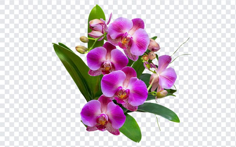 Orchid Flower Bouquet, Orchid Flower, Orchid Flower Bouquet PNG, Flower Bouquet PNG, Orchid, Flower PNG, Purple, PNG, PNG Images, Transparent Files, png free, png file, Free PNG, png download,
