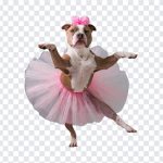 Pitbull Ballerina Dancing, Pitbull Ballerina, Pitbull Ballerina Dancing PNG, Pitbull, Dancing Dog, Dog PNG, Dogs, PNG, PNG Images, Transparent Files, png free, png file, Free PNG, png download,