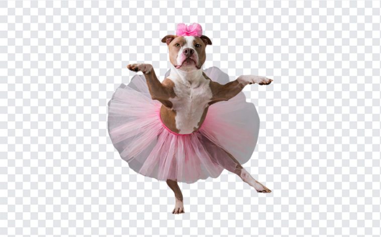 Pitbull Ballerina Dancing, Pitbull Ballerina, Pitbull Ballerina Dancing PNG, Pitbull, Dancing Dog, Dog PNG, Dogs, PNG, PNG Images, Transparent Files, png free, png file, Free PNG, png download,
