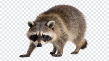 Raccoon, Animal, Raccoon PNG, Jungle, Animal Control, PNG, PNG Images, Transparent Files, png free, png file, Free PNG, png download,