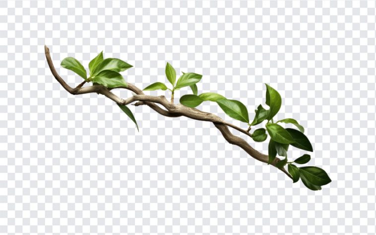 Realistic Twisted Jungle Branch, Realistic Twisted Jungle, Realistic Twisted Jungle Branch PNG, Realistic Twisted, Nature, Tropical, PNG, PNG Images, Transparent Files, png free, png file, Free PNG, png download,