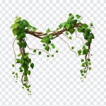 Root Tree, Root, Root Tree PNG, Root PNG, Nature, Tropical, PNG, PNG Images, Transparent Files, png free, png file, Free PNG, png download,