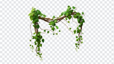 Root Tree, Root, Root Tree PNG, Root PNG, Nature, Tropical, PNG, PNG Images, Transparent Files, png free, png file, Free PNG, png download,