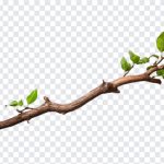 Tree Branch, Tree, Tree Branch PNG, Nature, Tropical, PNG, PNG Images, Transparent Files, png free, png file, Free PNG, png download,