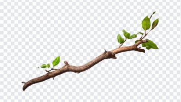 Tree Branch, Tree, Tree Branch PNG, Nature, Tropical, PNG, PNG Images, Transparent Files, png free, png file, Free PNG, png download,