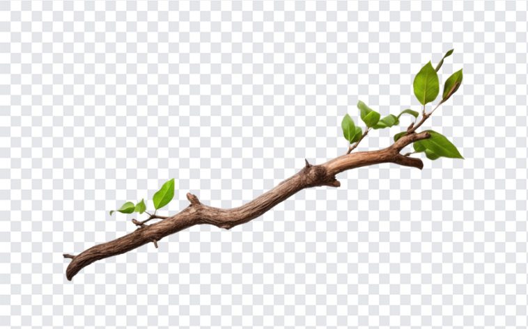 Tree Branch, Tree, Tree Branch PNG, Nature, Tropical, PNG, PNG Images, Transparent Files, png free, png file, Free PNG, png download,