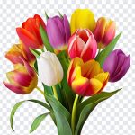Tulip Flowers, Tulip, Tulip Flowers PNG, Flowers PNG, PNG, PNG Images, Transparent Files, png free, png file, Free PNG, png download,