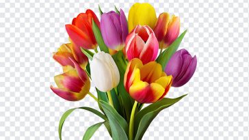 Tulip Flowers, Tulip, Tulip Flowers PNG, Flowers PNG, PNG, PNG Images, Transparent Files, png free, png file, Free PNG, png download,