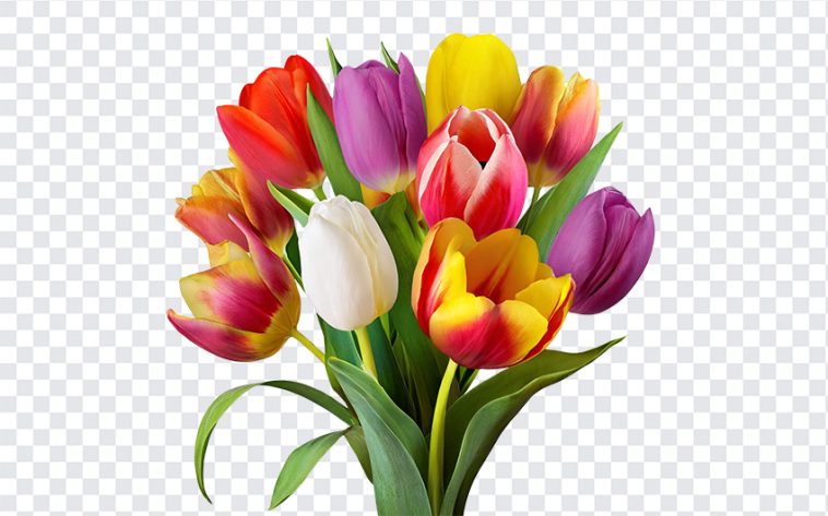 Tulip Flowers, Tulip, Tulip Flowers PNG, Flowers PNG, PNG, PNG Images, Transparent Files, png free, png file, Free PNG, png download,