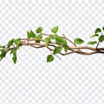 Twisted Wild Liana Jungle Vines, Twisted Wild Liana Jungle, Twisted Wild Liana Jungle Vines PNG, Jungle, Vines PNG, Jungle Vines, Nature, Leaves, Leaf, Tropical, PNG, PNG Images, Transparent Files, png free, png file, Free PNG, png download,