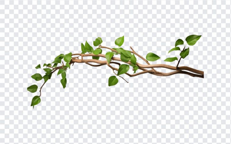 Twisted Wild Liana Jungle Vines, Twisted Wild Liana Jungle, Twisted Wild Liana Jungle Vines PNG, Jungle, Vines PNG, Jungle Vines, Nature, Leaves, Leaf, Tropical, PNG, PNG Images, Transparent Files, png free, png file, Free PNG, png download,