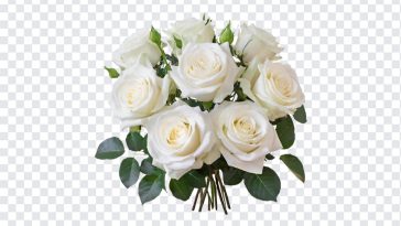White Roses Bouquet, White Roses, White Roses Bouquet PNG, Roses Bouquet PNG, Flowers, Flower PNG, White Flowers, White, PNG, PNG Images, Transparent Files, png free, png file, Free PNG, png download,