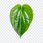 Betal Leaf, Betal, Betal Leaf PNG, Leaf PNG, PNG, PNG Images, Transparent Files, png free, png file, Free PNG, png download,