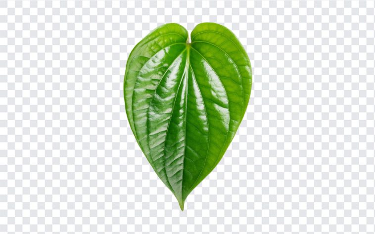 Betal Leaf, Betal, Betal Leaf PNG, Leaf PNG, PNG, PNG Images, Transparent Files, png free, png file, Free PNG, png download,