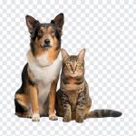 Dog and Cat, Cat, Dog and Cat PNG, Dog, PNG, PNG Images, Transparent Files, png free, png file, Free PNG, png download,