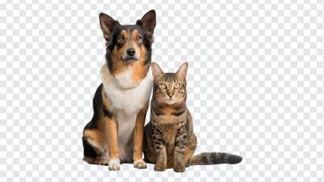 Dog and Cat, Cat, Dog and Cat PNG, Dog, PNG, PNG Images, Transparent Files, png free, png file, Free PNG, png download,