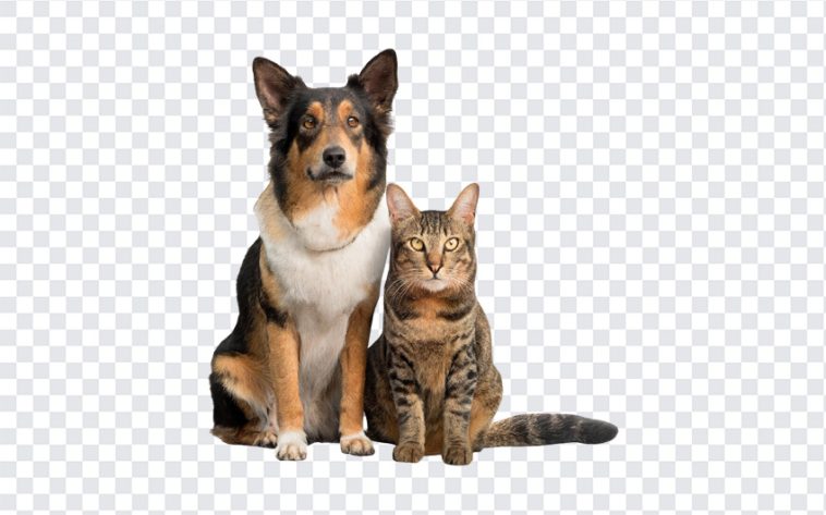 Dog and Cat, Cat, Dog and Cat PNG, Dog, PNG, PNG Images, Transparent Files, png free, png file, Free PNG, png download,