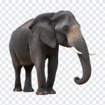 Elephant, Animal, Elephant PNG, Asian Elephant, Tusk, Wild Elephant, Jungle, PNG, PNG Images, Transparent Files, png free, png file, Free PNG, png download,