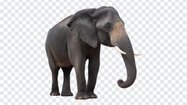Elephant, Animal, Elephant PNG, Asian Elephant, Tusk, Wild Elephant, Jungle, PNG, PNG Images, Transparent Files, png free, png file, Free PNG, png download,