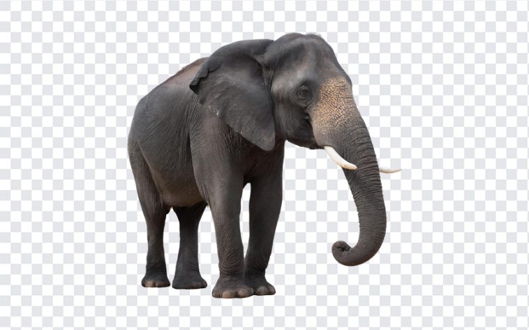 Elephant, Animal, Elephant PNG, Asian Elephant, Tusk, Wild Elephant, Jungle, PNG, PNG Images, Transparent Files, png free, png file, Free PNG, png download,