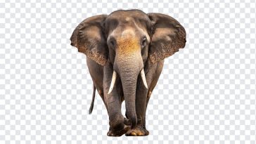 Elephant Walking, Elephant, Elephant Walking PNG, Animal PNG, Asian Elephant, Walking Elephant, Elephant PNG, Srilankan Elephant, Tusks, PNG, PNG Images, Transparent Files, png free, png file, Free PNG, png download,