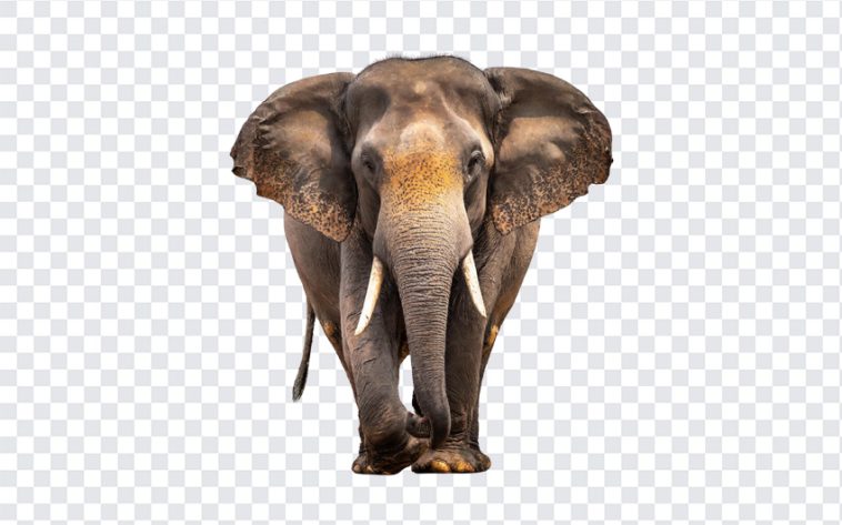 Elephant Walking, Elephant, Elephant Walking PNG, Animal PNG, Asian Elephant, Walking Elephant, Elephant PNG, Srilankan Elephant, Tusks, PNG, PNG Images, Transparent Files, png free, png file, Free PNG, png download,